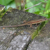 Common Sun Skink