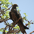 Black Kite/Fork-tailed Kite