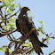 Black Kite/Fork-tailed Kite