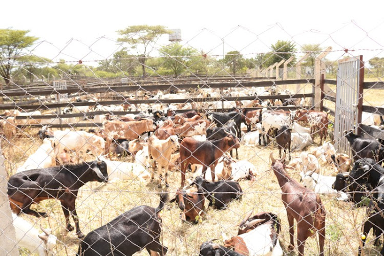 Goats sold during Kimalel auction in Baringo South in December 2019.