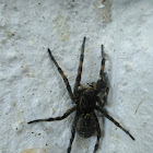 Geolycosa wolf spider