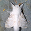 Tolype Moth