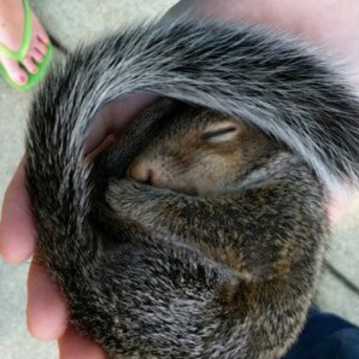 Eastern Gray Squirrel