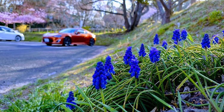 86の春の交通安全週間・花と愛車に関するカスタム事例の投稿画像1枚目