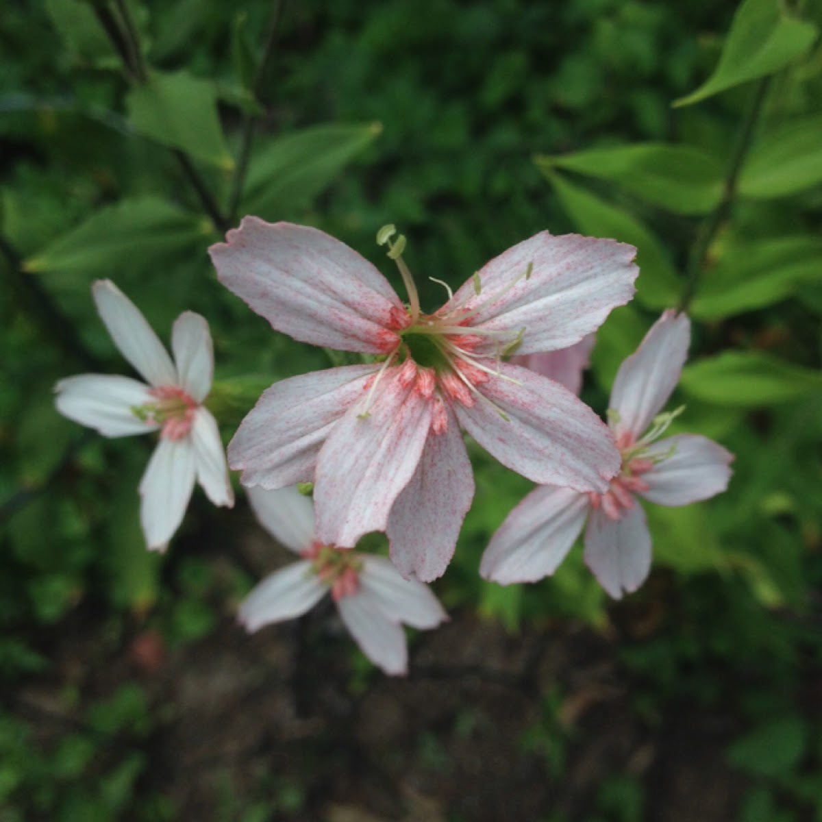 Royal catchfly (pink)