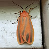 Painted Lichen Moth