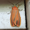 Painted Lichen Moth