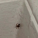 American House Spider