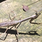 Praying Mantis