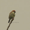 Eurasian Tree Sparrow