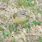 Yellow-rumped Thornbill