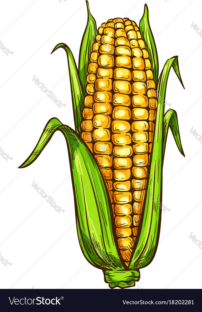 Image result for maize