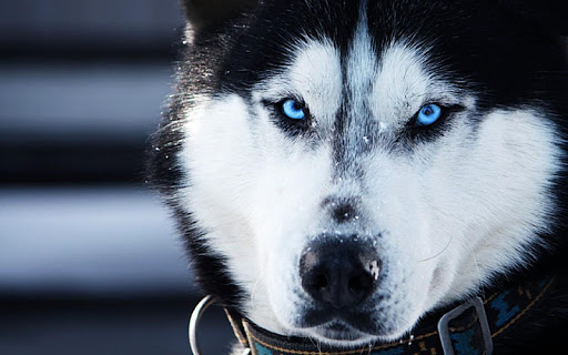 Husky Siberian Live Wallpaper