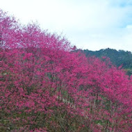 南庄碧絡角花園咖啡