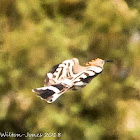 Hoopoe; Abubilla