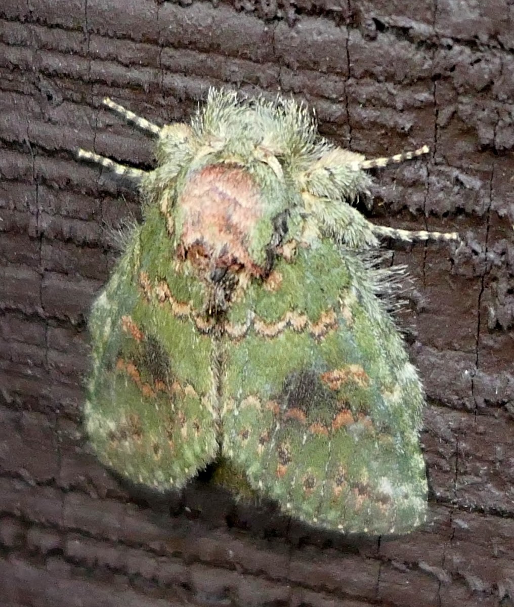 Wavy-lined Heterocampa