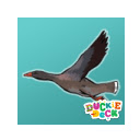 Bird Games - Geese at Duckie Deck Chrome extension download