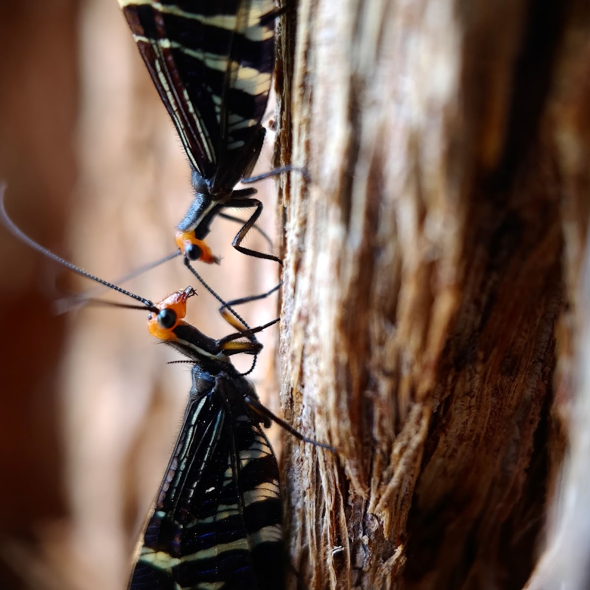 Pied Lacewing