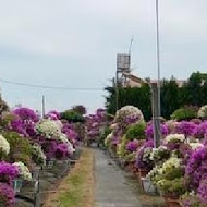 菁芳園 Tenway Garden／花園餐廳／落羽松