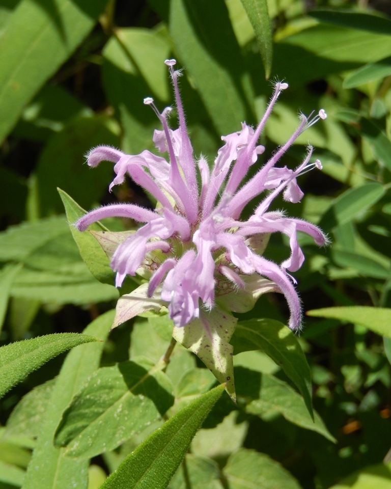 Wild Bergamot