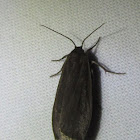 Lichen Moth