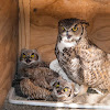 Ulie - Great Horned Owl