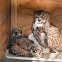 Ulie - Great Horned Owl