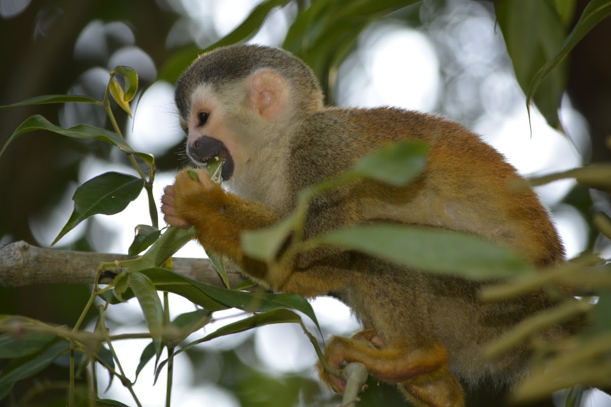 Squirrel Monkey