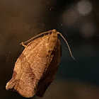 oblique banded leaf roller