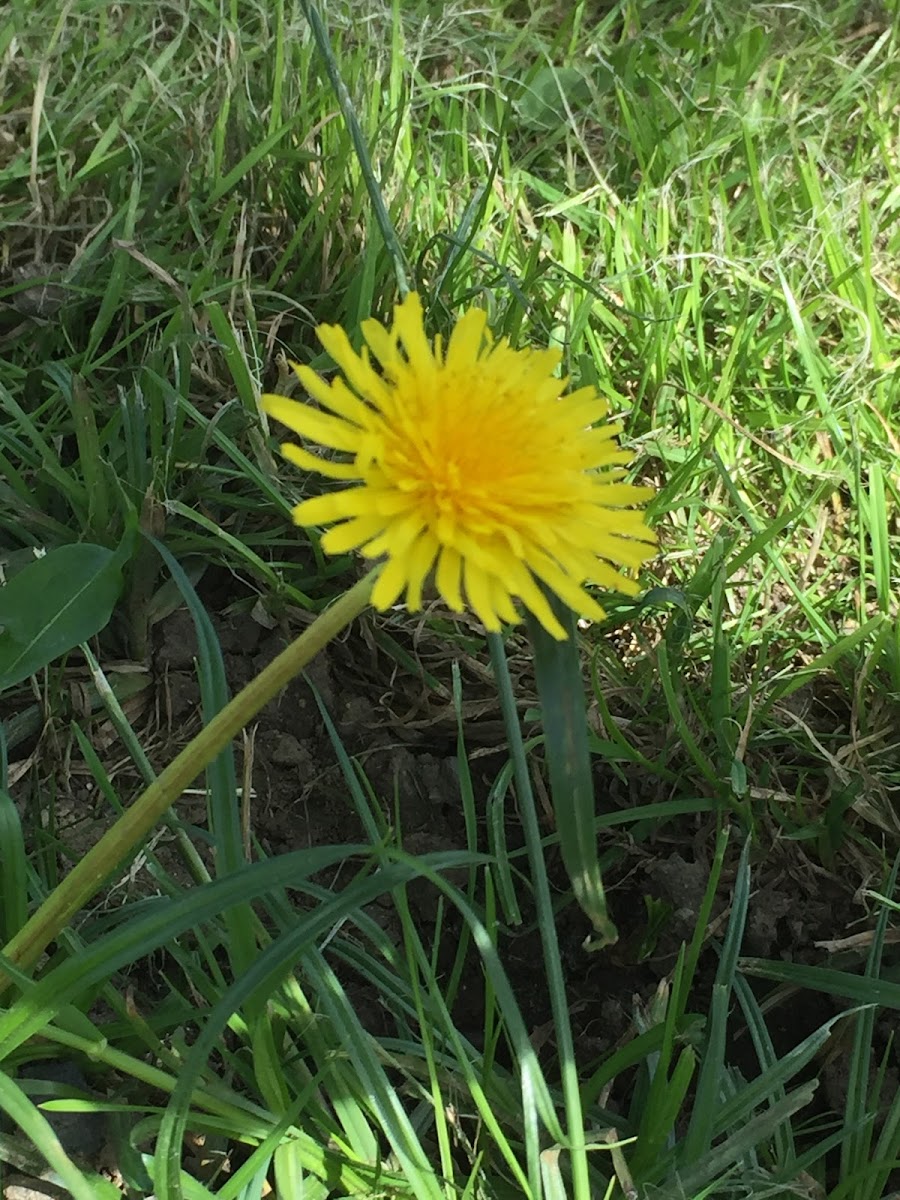 Dandelion