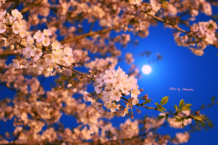カムリのOita写真倶楽部・一眼レフ撮影・カム汰ん・桜・ドライブに関するカスタム事例の投稿画像5枚目