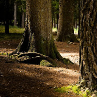 La luce raggiunge sempre madre terra... di 