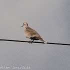 Collared Dove; Tórtola Turca