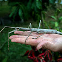 Wülfing's Stick Insect (female)