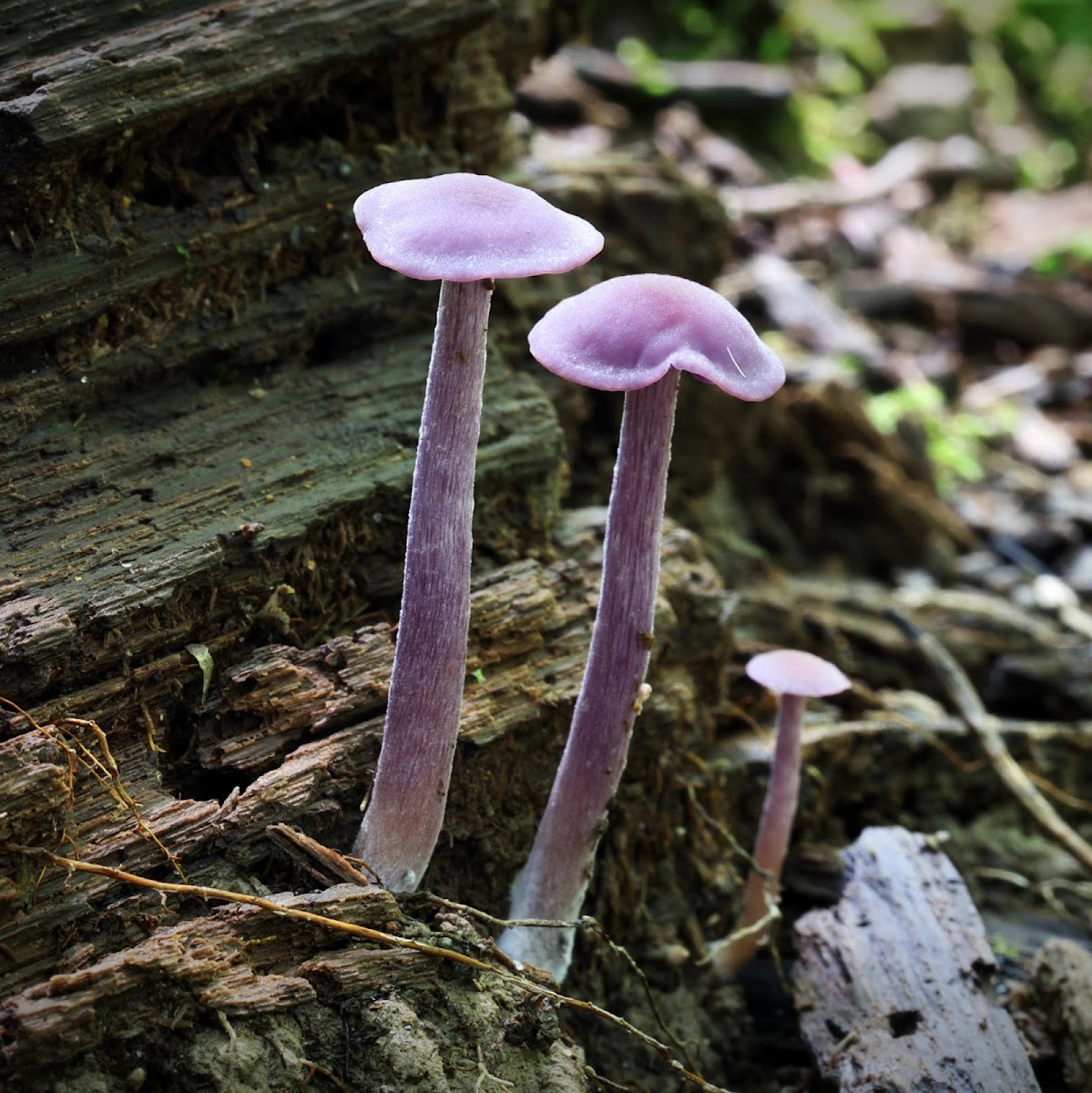 Amethyst Deceiver