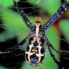 Grass Cross Spider ♀