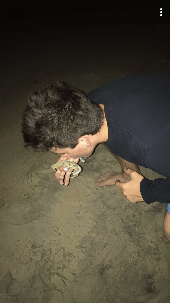 Atlantic ghost crab