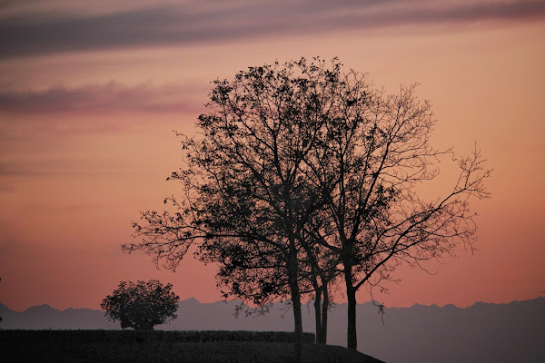 Per fare un albero ci vuole un seme di Eris05