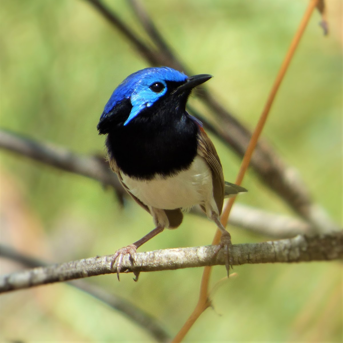 Purple-backed Fairy-wren (male)