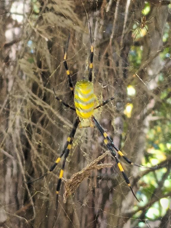 Trichonephila clavata