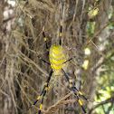 Trichonephila clavata