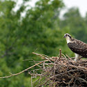 Osprey