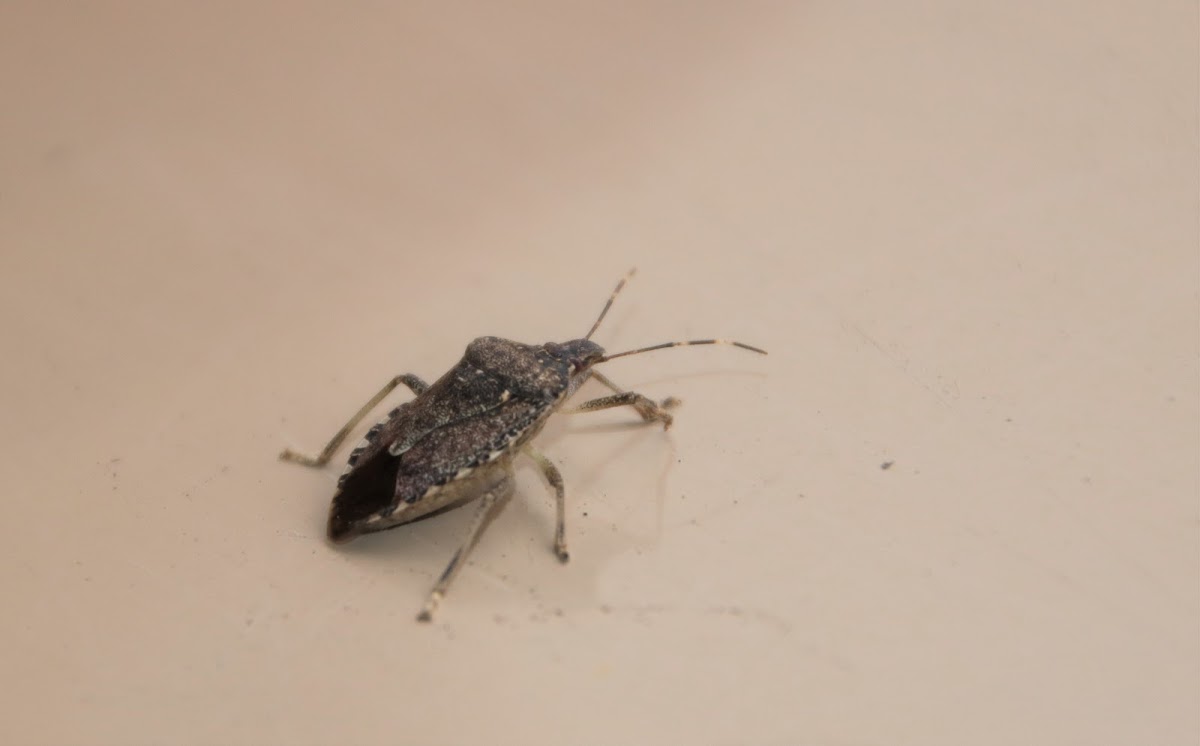 Brown Marmorated Stink Bug