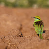 Green Bee eater