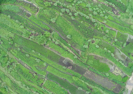 The rice fields and vegetable gardens seen from above, Incomati delta@S. Duvail & L. Cumbe