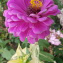 Zinnia