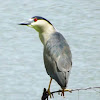 Black Crowned Night Heron