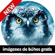 Download Free owls wallpaper For PC Windows and Mac 1.00