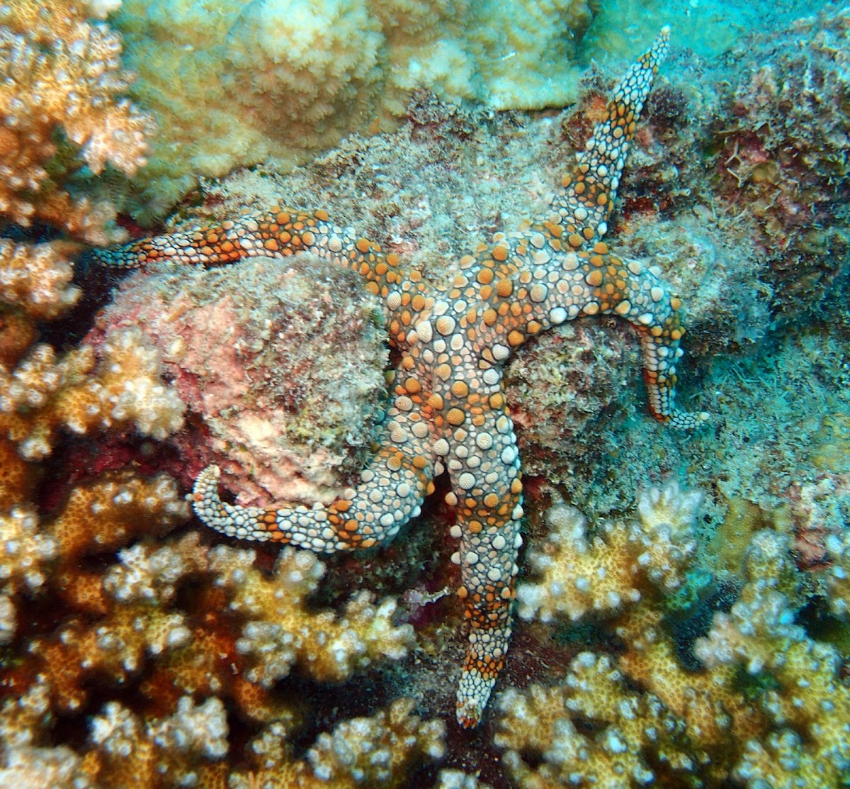 Friant's Sea Star