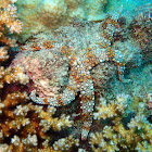 Friant's Sea Star